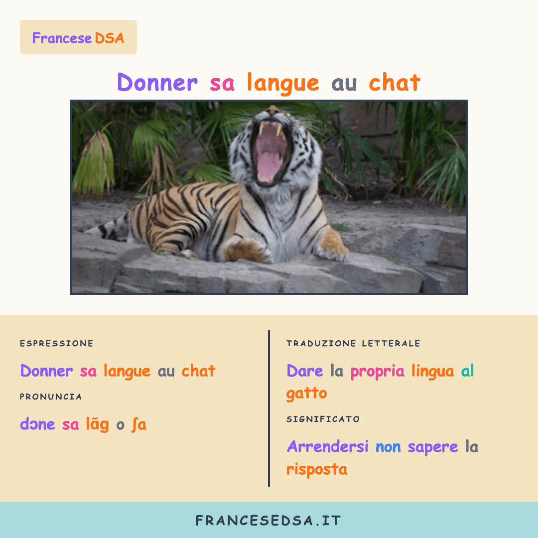 Illustrazione modo di dire francese: Donner sa langue au chat - Arrendersi, non sapere la risposta